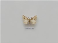 藏品(尺蛾235)的圖片